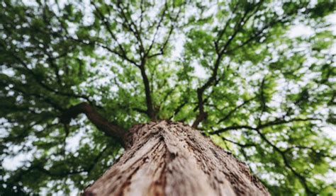 what trees can be cut down without permission in the philippines